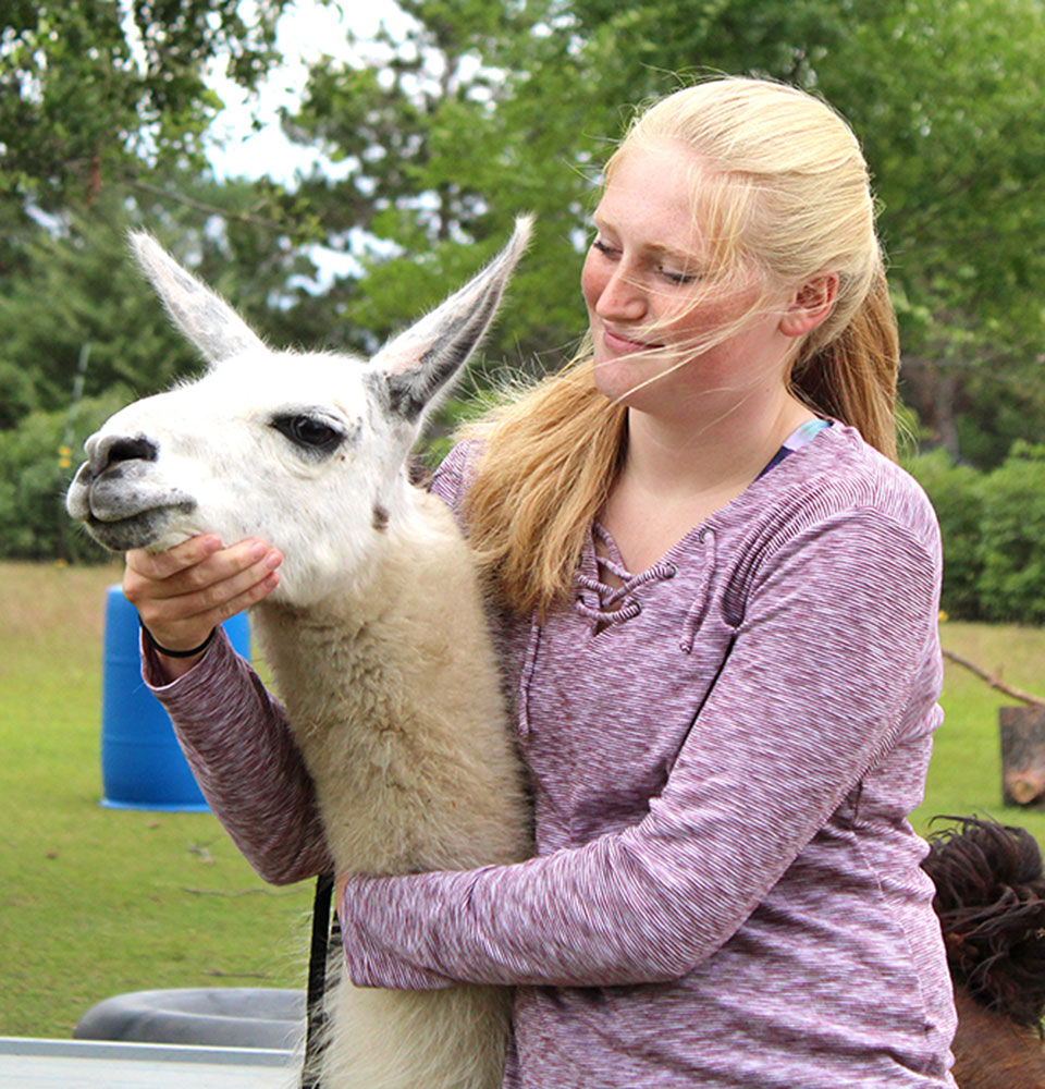 Royalton sisters show llamas virtually